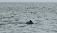 Cephalorhynchus heavisidii