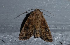 Ichneutica morosa