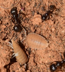 Lucasius andalusicus