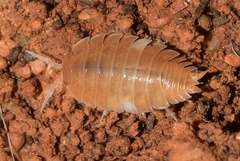 Lucasius andalusicus