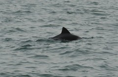 Cephalorhynchus heavisidii