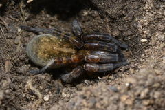 Arctosa personata