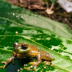 Hyloscirtus phyllognathus