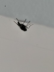 Diptera