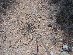 Odocoileus hemionus sheldoni