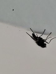 Diptera