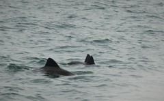 Cephalorhynchus heavisidii