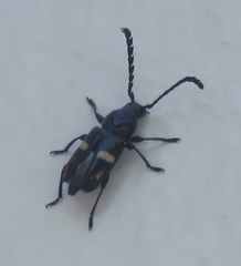 Lissonotus flavocinctus