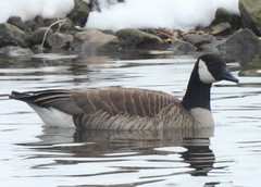 Branta canadensis parvipes