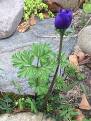 Anemone coronaria
