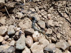 Scolopendra polymorpha