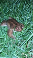 Leptodactylus latrans