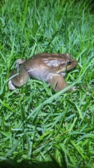 Leptodactylus latrans