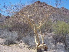 Bursera microphylla