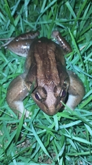 Leptodactylus latrans