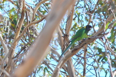 Barnardius zonarius semitorquatus