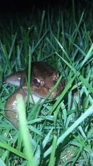 Leptodactylus latrans