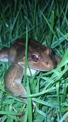 Leptodactylus latrans