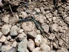 Scolopendra polymorpha