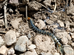 Scolopendra polymorpha