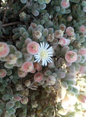 Drosanthemum luederitzii