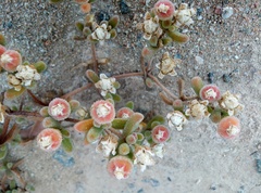 Drosanthemum luederitzii