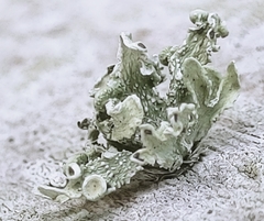 Ramalina