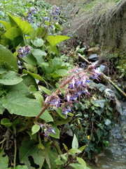 Trachystemon orientalis