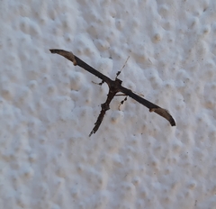Anstenoptilia