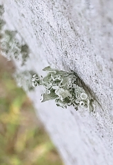 Ramalina