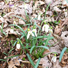 Galanthus nivalis