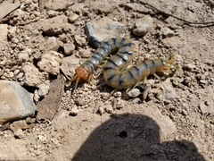 Scolopendra polymorpha