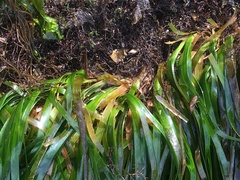 Phyllospadix serrulatus