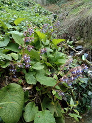 Trachystemon orientalis