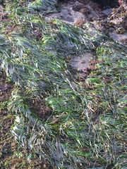 Phyllospadix serrulatus