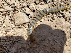 Scolopendra polymorpha