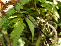 Prodasineura verticalis