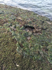 Phyllospadix serrulatus