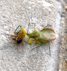 Ploeogaster