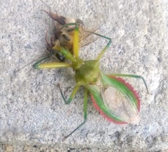 Ploeogaster