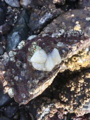 Onchidoris bilamellata