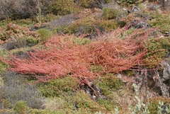 Aphanisma blitoides