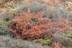 Aphanisma blitoides