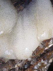 Onchidoris bilamellata
