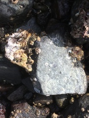 Onchidoris bilamellata