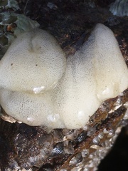 Onchidoris bilamellata