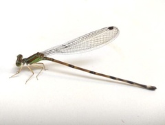Minagrion