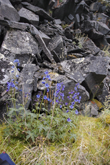 Delphinium middendorffii