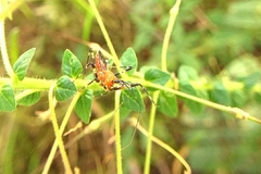 Pyrrhosphodrus caatingensis