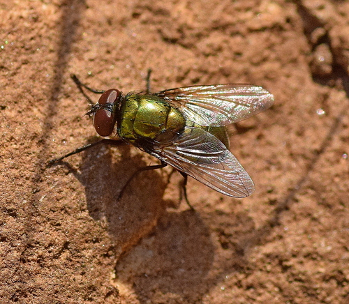 Small False Greenbottle, photo 2 of 10